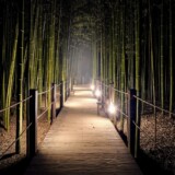 Výběr bambusu