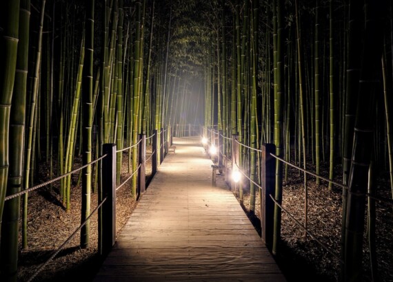 Výběr bambusu