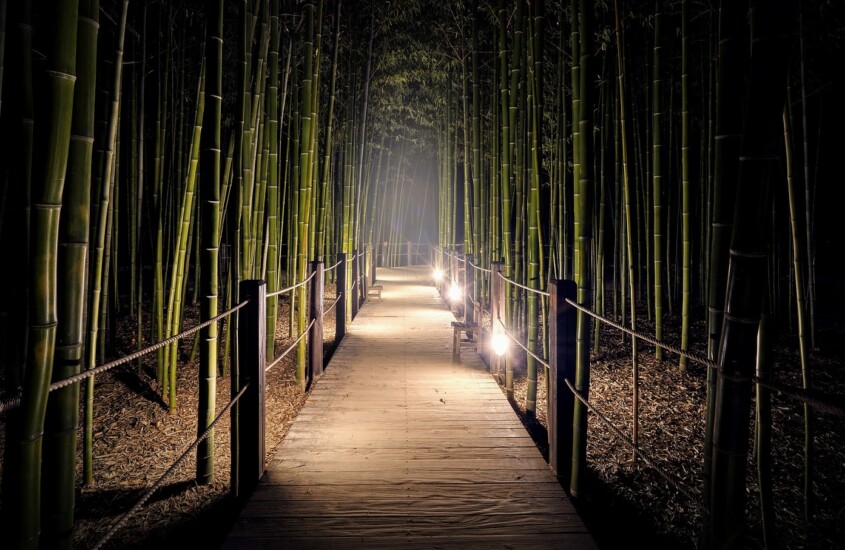 Výběr bambusu na živý plot